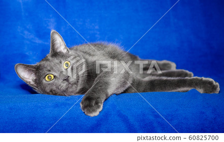 gray shorthair cat plays on a bright blue background gray shorthair cat plays on a bright blue background 60825700