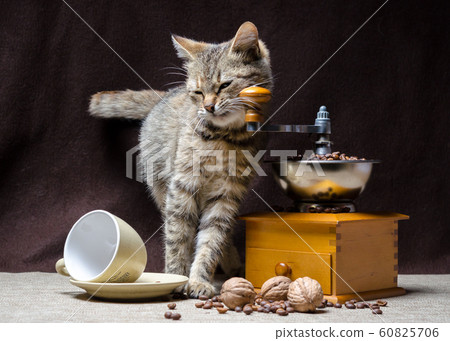 gray cat with green eyes turned over a coffee cup 60825706