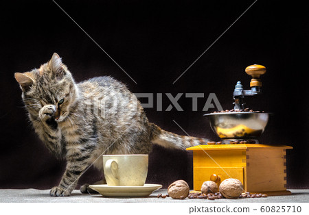 tabby color cat on the table along with a coffee grinder a cup of grains and nuts 60825710