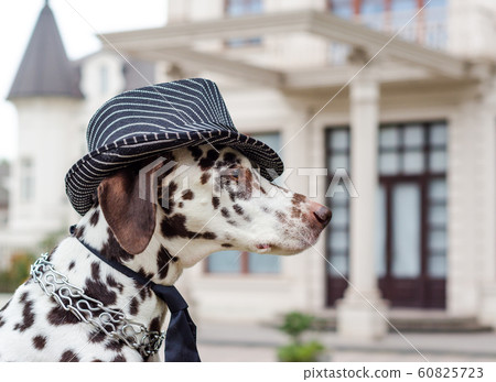 spotted Dalmatian dog in a striped hat and tie against the background of the building spotted Dalmatian dog in a striped hat and tie against the background of the building 60825723