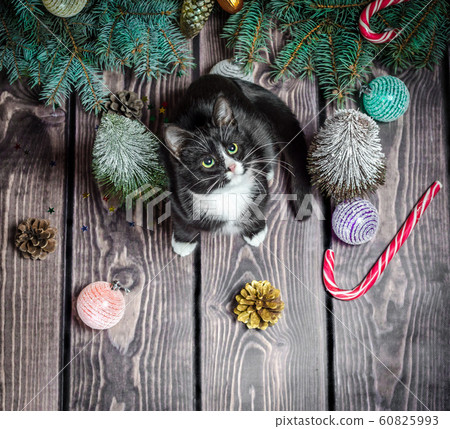New year flat lay black and white cat on a wooden floor with Christmas decorations and green fir branches 60825993