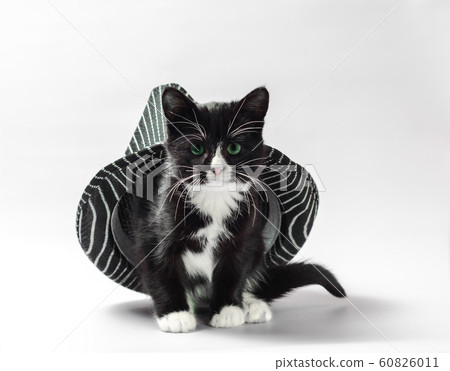 cat under hat black kitten with white paws with striped headdress 60826011