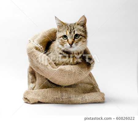 gray kitten with green eyes in a bag on a light background 60826022