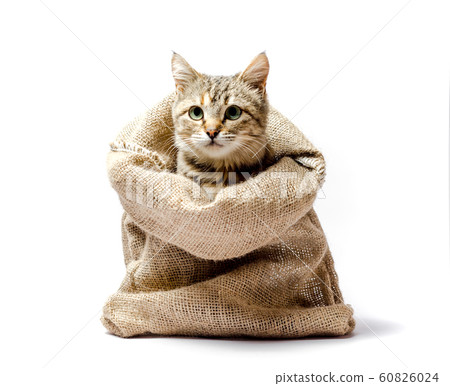 gray kitten with green eyes in a bag on a light background 60826024