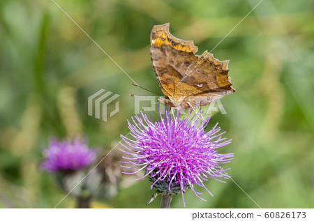 Kitatteja Kitatteja 60826173