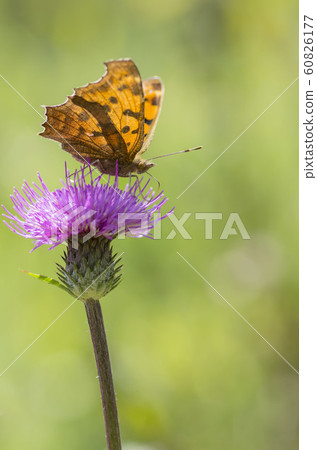 黃鉤蛺蝶 60826177