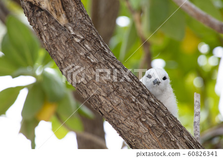 White bird looking at this 60826341