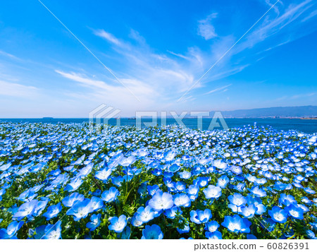 Nemophila at Maiko Seaside Park Nemophila at Maiko Seaside Park 60826391