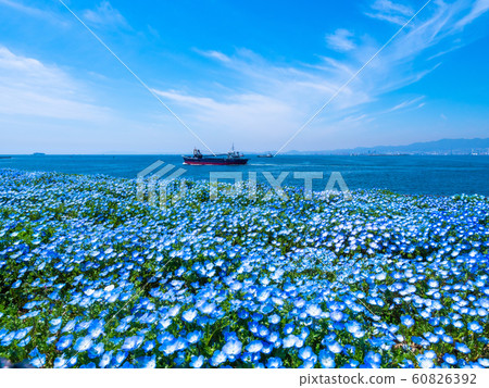 Nemophila at Maiko Seaside Park Nemophila at Maiko Seaside Park 60826392