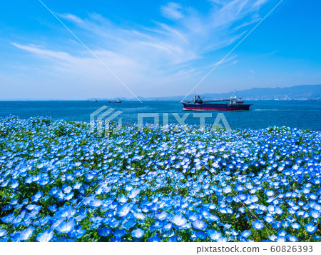 Nemophila at Maiko Seaside Park 60826393