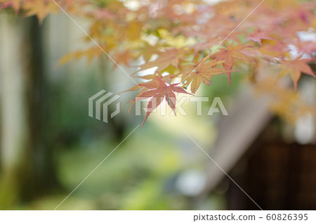 Photo of autumn leaves Photo of autumn leaves 60826395