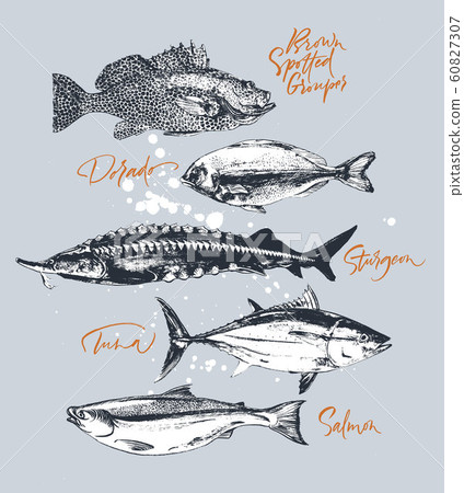 Fish tuna, salmon, grouper, sturgeon, dorado 60827307