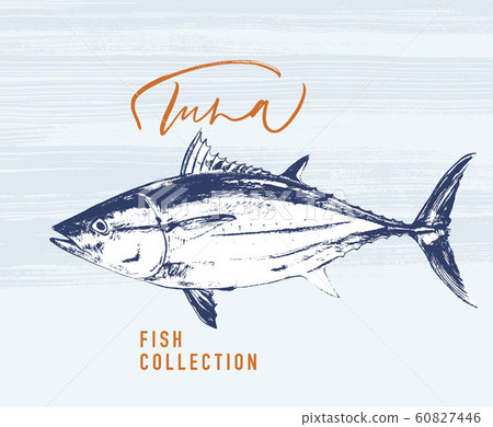 Tuna fish brush illustration for logo 60827446