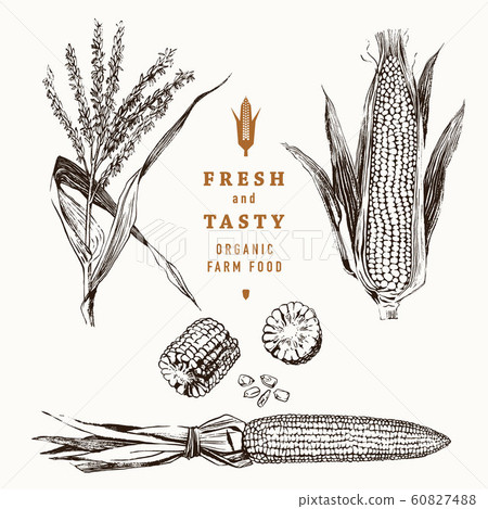 Corn on the cob vintage design set 60827488