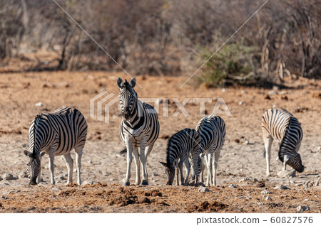A group of Zebras in Etosha A group of Zebras in Etosha 60827576