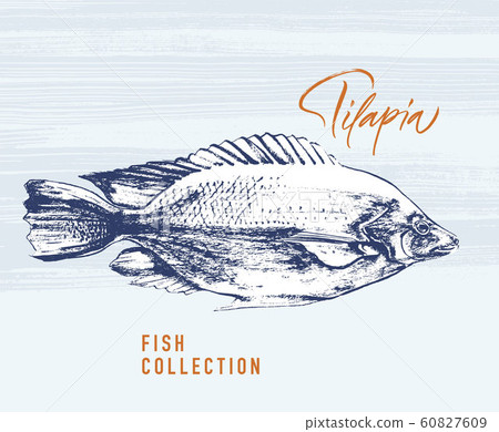 Tilapia fish brush illustration for logo 60827609