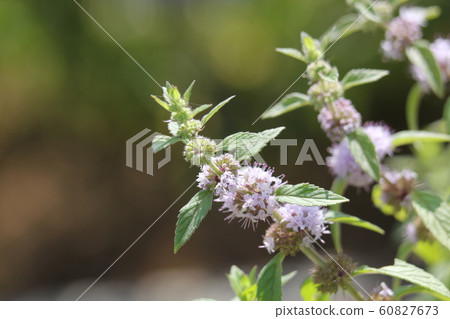 薄荷 60827673