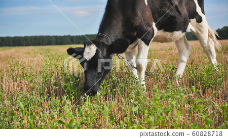A young black and white cow is eating grass in the village. 60828718