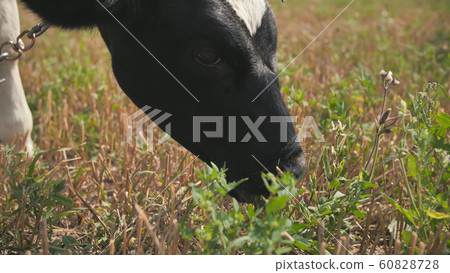 A young black and white cow is eating grass in the village. 60828728