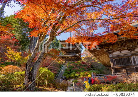 滋賀縣，海南三大山之一，美麗的紅葉的主寺和上寺寺三重塔 60829374