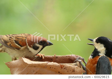 麻雀VS Yamagala贏得麻雀 60829615