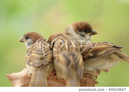 Sparrow nesting chicks practice eating food on their own 60829667