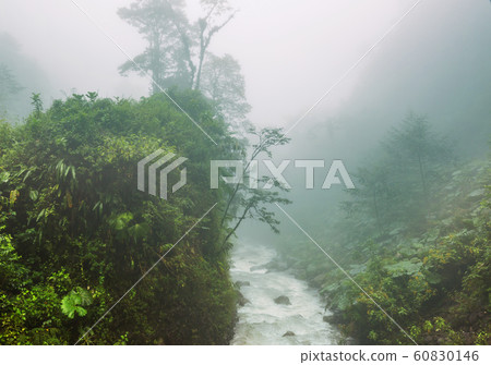 Foggy jungle 60830146