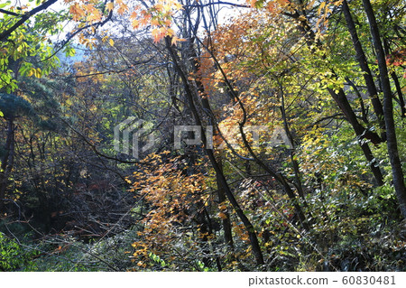 Arumdown Fall Foliage 60830481