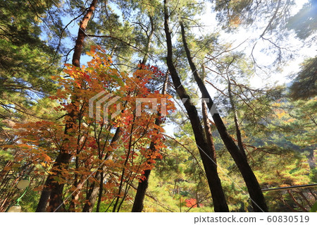 Arumdown秋葉 60830519