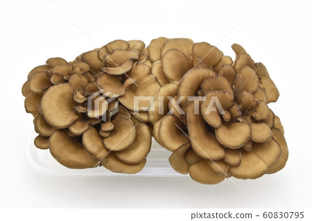 Mushroom (Maiko) 60830795