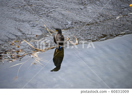 Cormorant 60831009