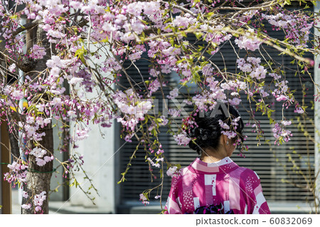 [Kimono figure weeping cherry tree] 60832069