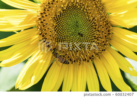 [氨基向日葵田] 60832407