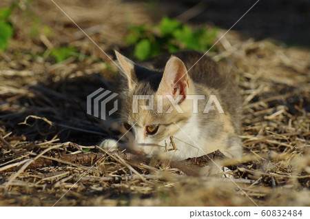 Cute kitten Cute kitten 60832484