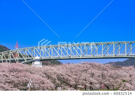 kai台場公園（著名的櫻花）min港燈塔 60832514