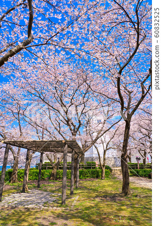kai台場公園(著名的櫻花)min港燈塔 kai台場公園(著名的櫻花)min港燈塔 60832525