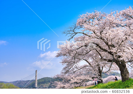 Hiikawa embankment cherry blossom trees and Kiji Ohashi 60832536