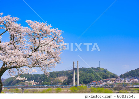 Hiikawa embankment cherry blossom trees, Kiji Ohashi 60832543