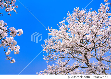 Cherry blossom frame 60832545