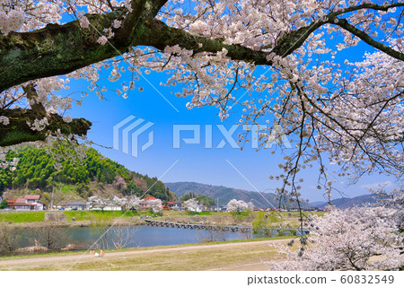 Hiikawa Embankment Cherry Blossom Trees Negai Bridge Subsidence Bridge 60832549