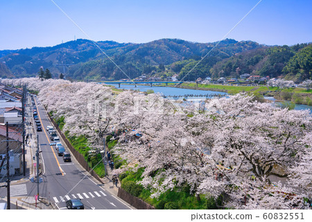 View of Hiikawa embankment cherry blossom trees 60832551