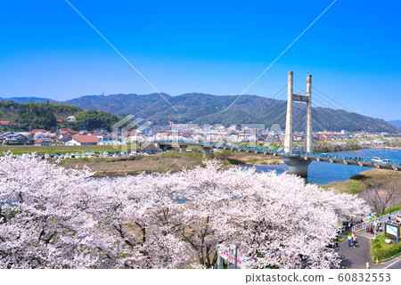 View of Hiikawa embankment cherry blossom trees View of Hiikawa embankment cherry blossom trees 60832553