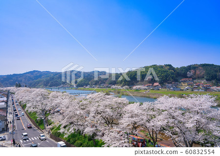 View of Hiikawa embankment cherry blossom trees View of Hiikawa embankment cherry blossom trees 60832554