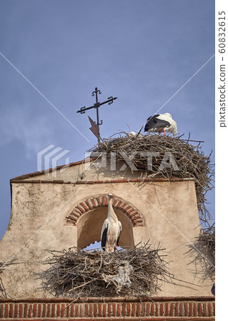 beautiful storks on a spring sunset beautiful storks on a spring sunset 60832615