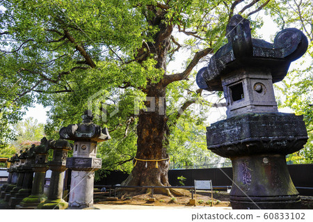 [Tokyo] Ueno Toshogu Shrine, Osugi Ogi and Stone Lanterns 60833102