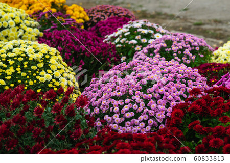 Many multi-colored chrysanthemums Many multi-colored chrysanthemums 60833813