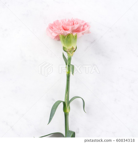 Yasuno Kaoru Mother's Day Carnation flower pink Carnation Mother's Day 60834318