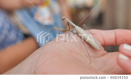 Children examine an insect mantis on a hand. 60834350