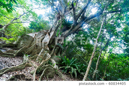 Iriomote / Sakisima Onoki 60834405