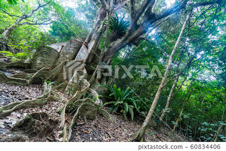 Iriomote / Sakisima Onoki Iriomote / Sakisima Onoki 60834406